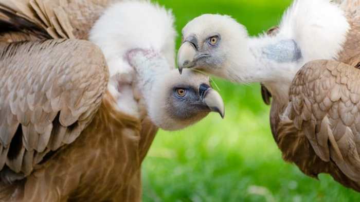 suri ikun dan dua burung terbaru