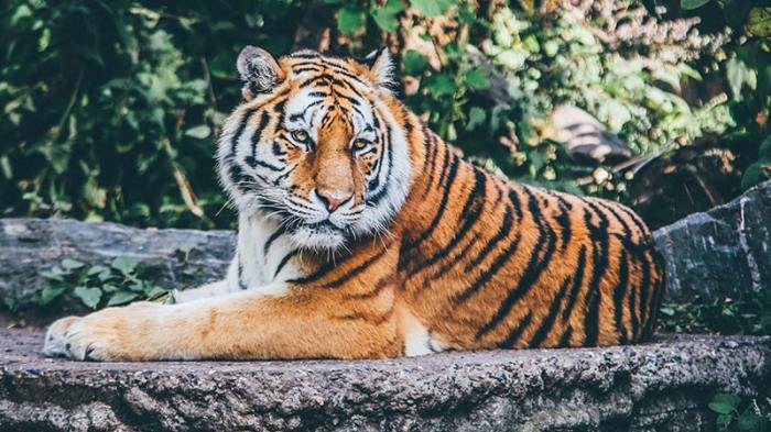 dongeng harimau dan tikus terbaru