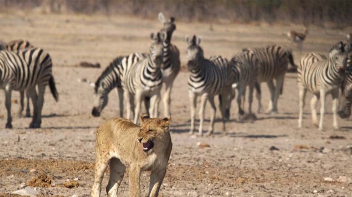 dongeng singa dan harimau terbaru