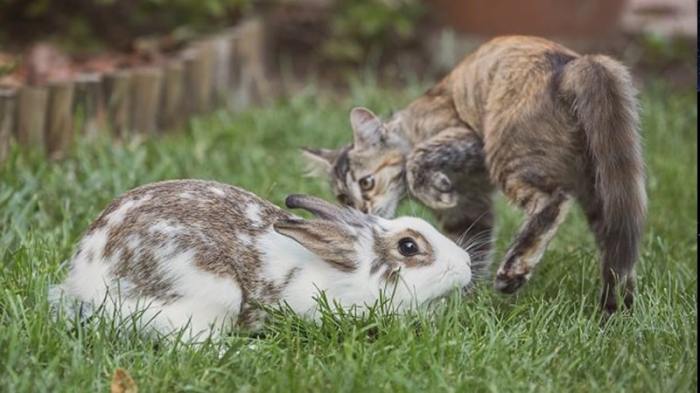 dongeng kelinci dan kucing terbaru