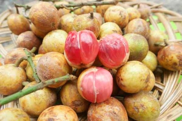 bahasa latin buah buahan