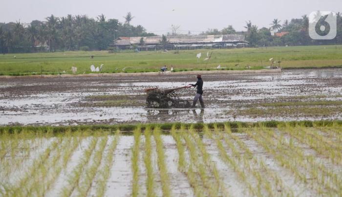 dampak positif petani membajak sawah