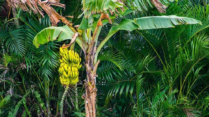 ciri khusus pohon pisang