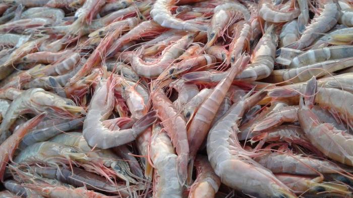 udang ciri bisa cirinya beserta dimakan