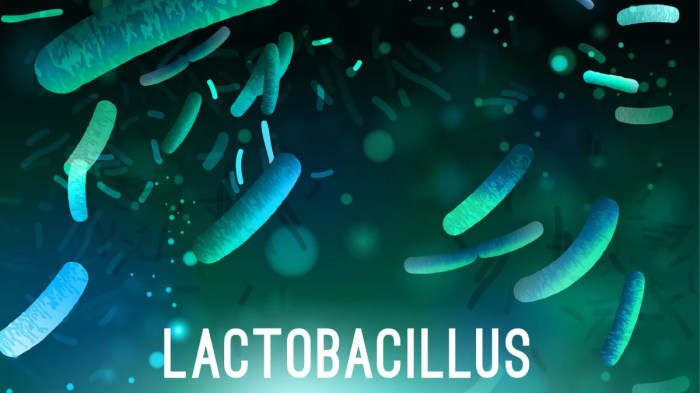 Lactobacillus casei berperan dalam pembuatan