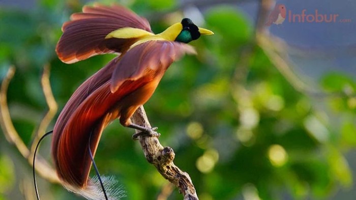 burung besar di irian jaya terbaru