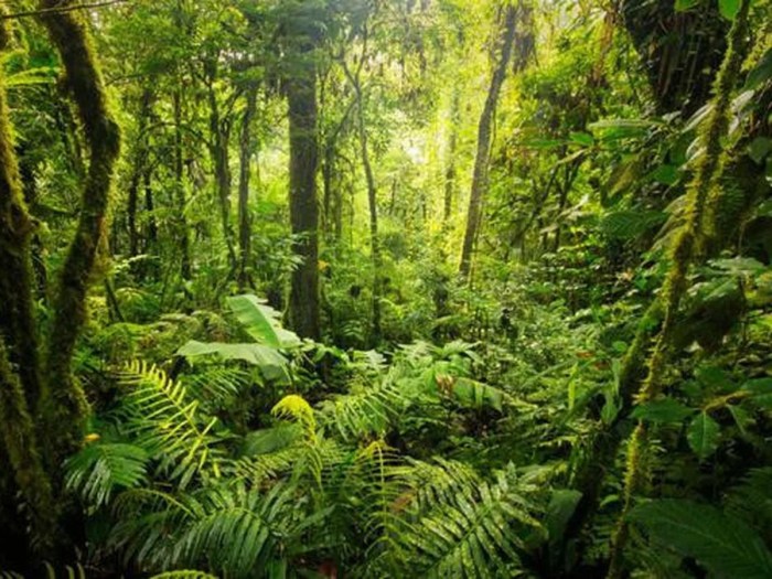 flora dan fauna bioma hutan hujan tropis terbaru