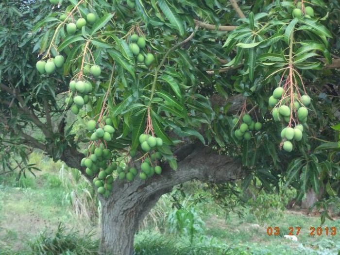 mango edible jo3 backyard nsw location tree