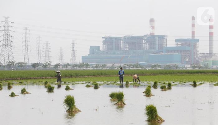 dampak negatif petani membajak sawah terbaru