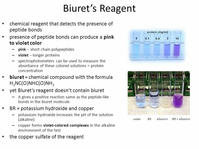 uji urine dengan benedict dan biuret