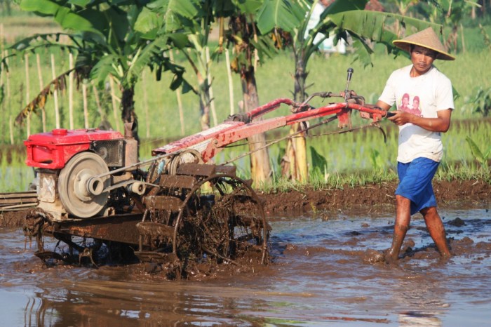 sawah membajak kerbau