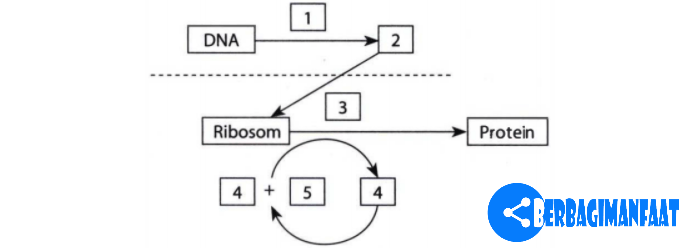 Perhatikan diagram sintesis protein berikut