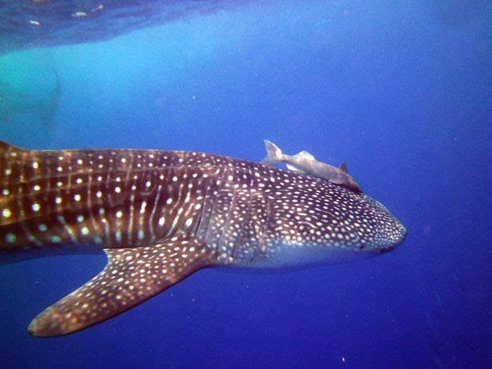 laut kuda inspirasi eksperimen ikan ilmuan bhadrasana