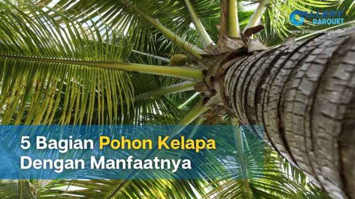 pohon kelapa bagian belajar kisah hikmah pantai pramuka lambang tunas mengapa