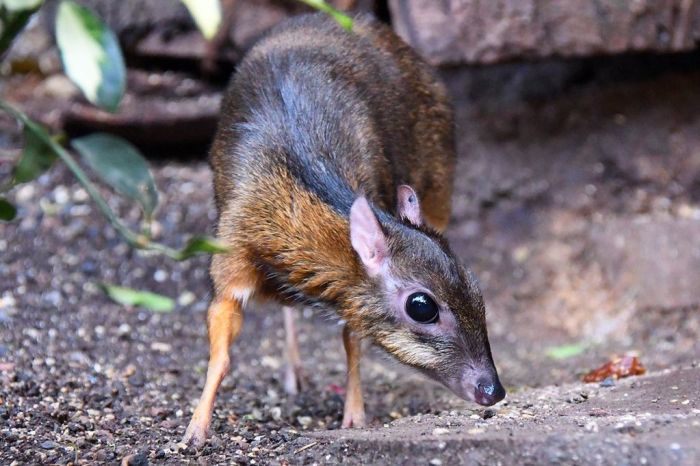 the mouse deer and the tiger terbaru