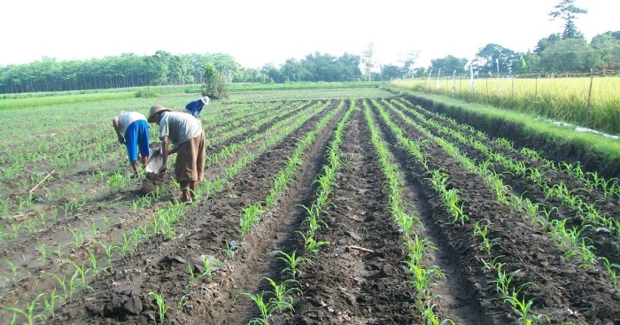 Dosis pemupukan yang tepat akan menentukan