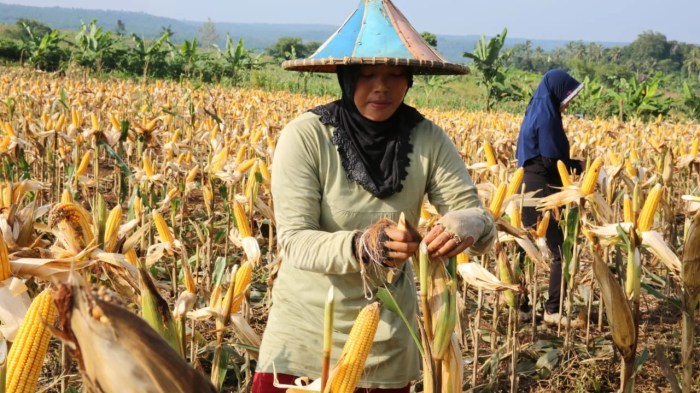 masa panen jagung berapa bulan