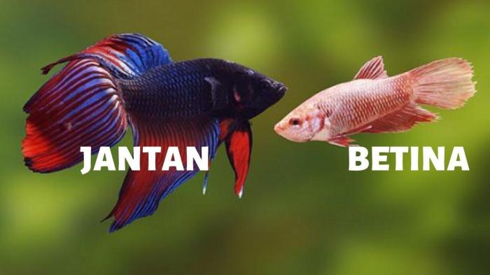 Cara membedakan ikan lele jantan dan betina