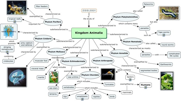 mind map kingdom animalia