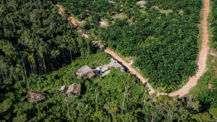 poster hutan paru paru dunia terbaru