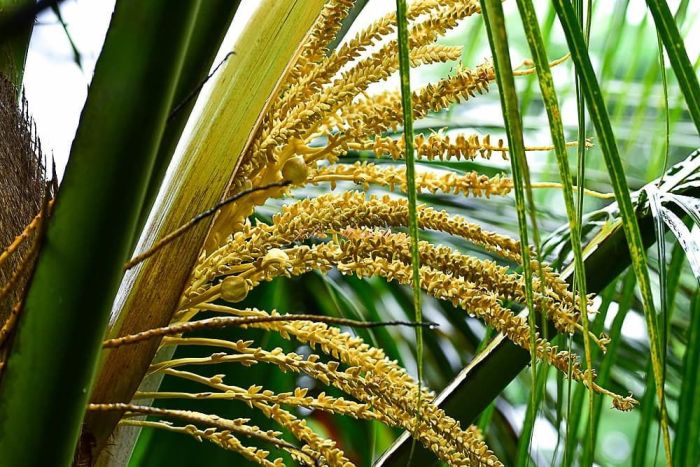 kelapa pohon bagian nama sebutan bunga