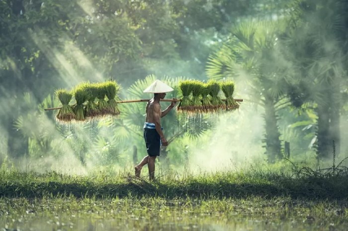 tegese kebo kabotan sungu