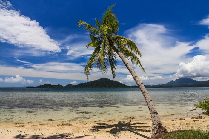 pohon yang ada di pantai