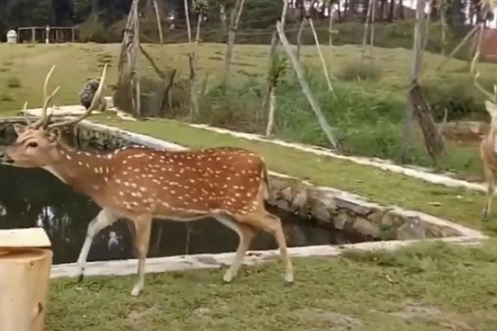 kura rusa fabel cerita thegorbalsla lakeshore autumn