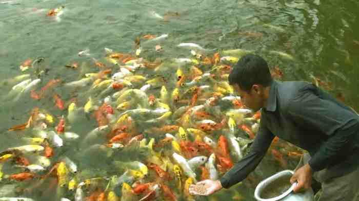 kolam ikan budidaya hewanpedia