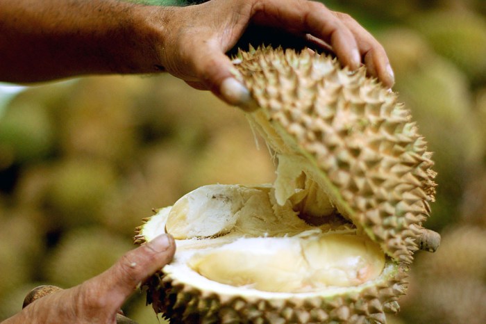 cara berkembang biaknya durian terbaru