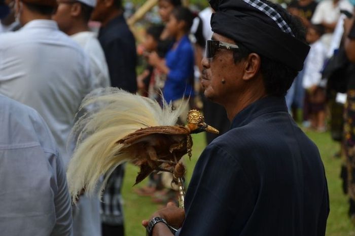 madu burung sumba khas ciri cinnyris