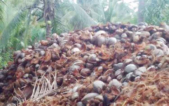 kelapa kopra buah dikeringkan borneonews daging sabut