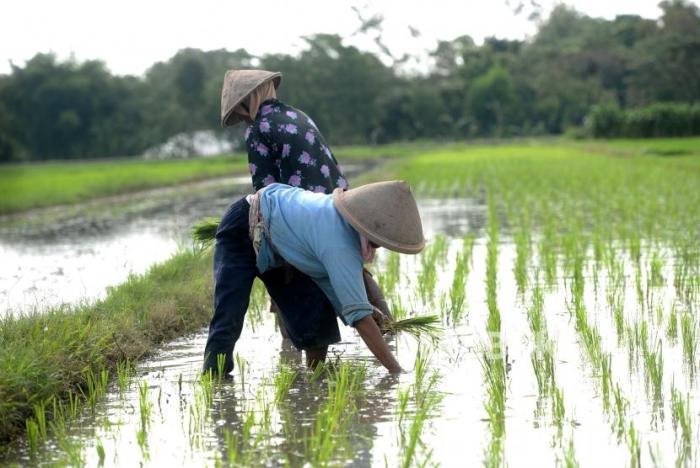 petani menanam padi di sawah terbaru