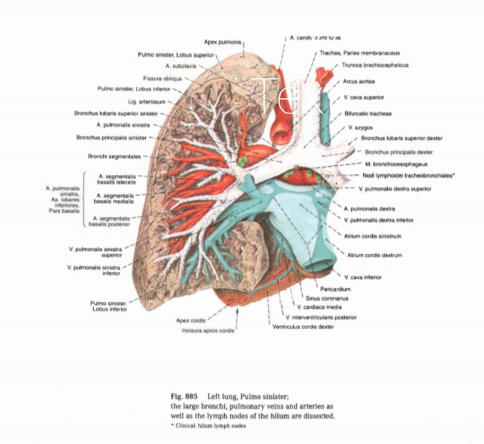 paru anatomi pulmonal tubuh adalah