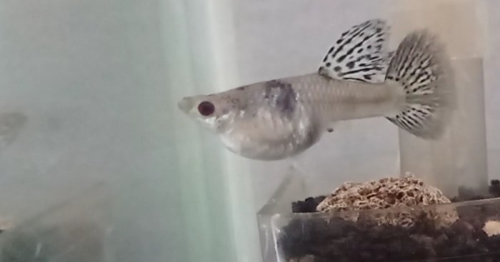 ciri ciri ikan guppy hamil terbaru