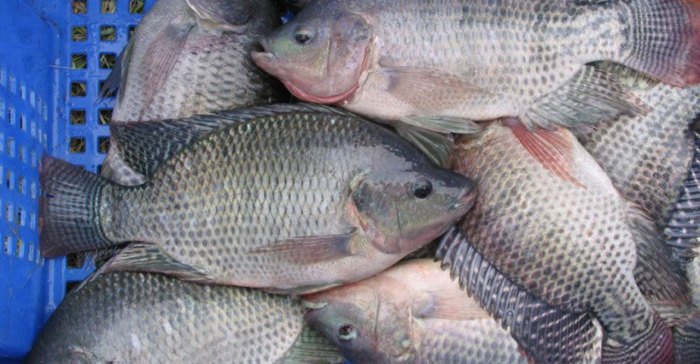 cupang ciri ikan hias betta dumbo fighting siamese aquariums ornamental plakat dikenali mudah majalahikan aquarium koi