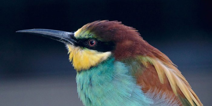 pemakan daging burung hewan kelebihan mediatani keunikan capai tercepat jam karakter beserta paruhnya