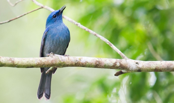 burung pemakan ikan warna biru