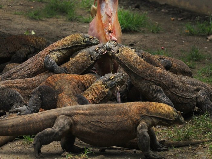 manggarai komodo kompas pulau roderick mozes tertarik jadi hewan datang tinggal kecamatan rinca satwa endemik komodoensis barat varanus tenggara nusa