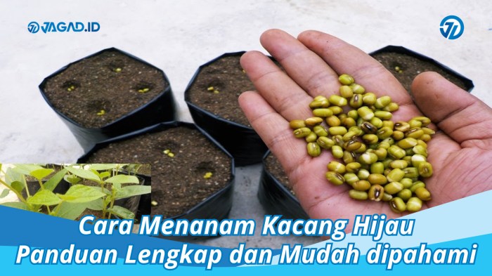 tujuan menanam kacang hijau