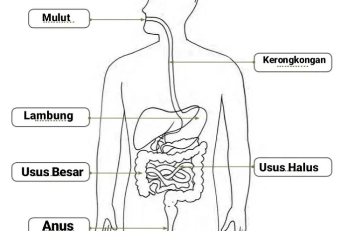 soal sistem pencernaan kelas 8 terbaru