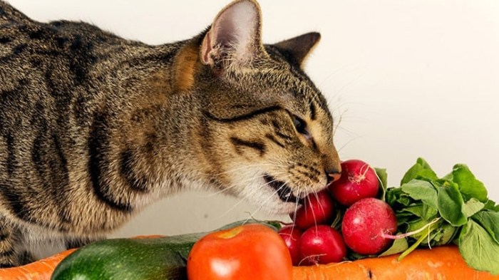 daging babi apakah kucing aman dikonsumsi peliharaan hewani hewan kesehatan penting masalah menjaga pemilik kebutuhan rumah