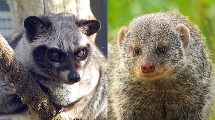 civet malayan musang rer maleise liar hidupan ringed