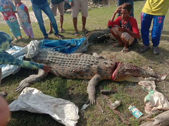 panen lidah buaya dilakukan setelah umur terbaru