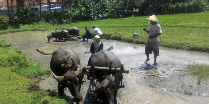 dampak negatif petani membajak sawah terbaru