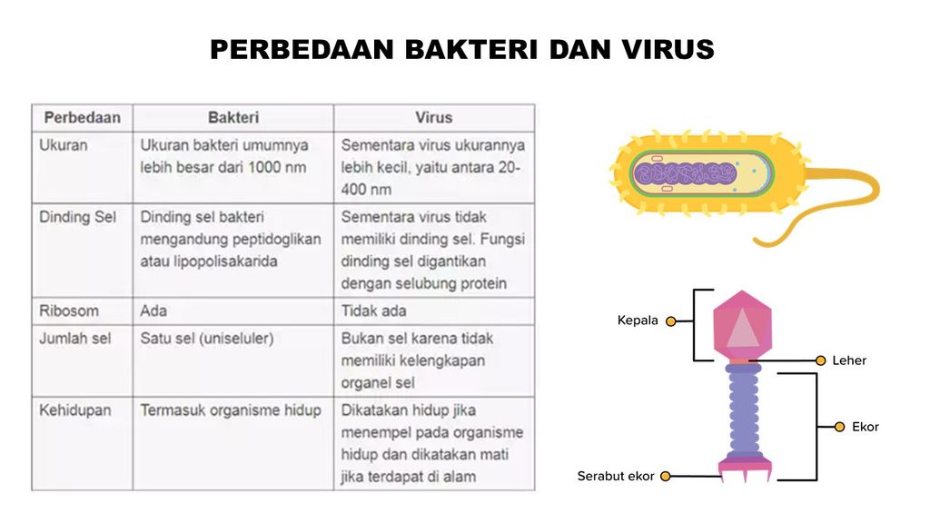 persamaan bakteri pengobatan contohnya pinterpandai