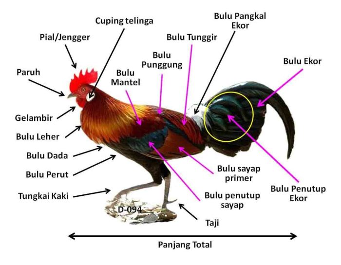 ciri ciri ayam jantan dan betina terbaru