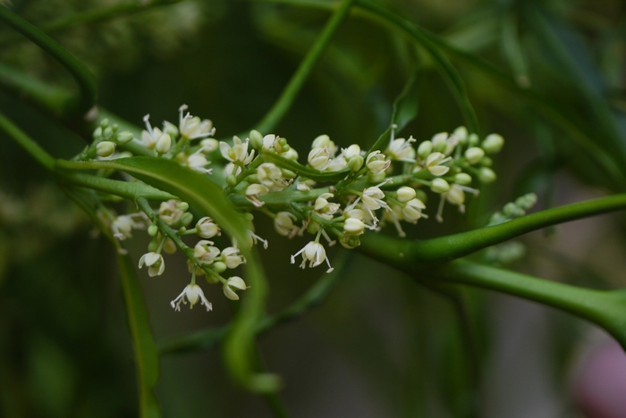 euodia suaveolens var ridleyi terbaru