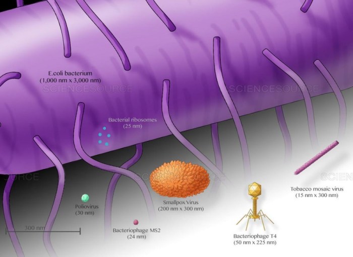 ukuran virus corona dan bakteriofage