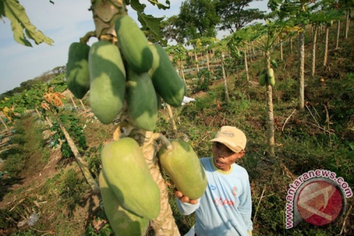 hasil panen pepaya 25.755 buah terbaru